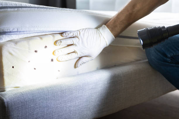 Best Pest Removal Services  in Pearl River, NY