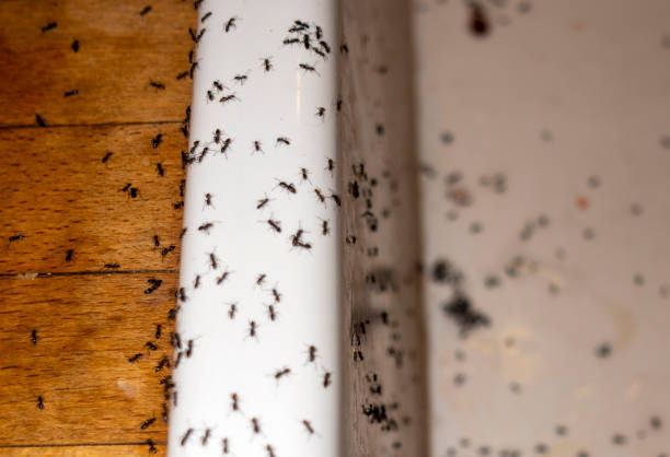 Flea Control Services in Pearl River, NY