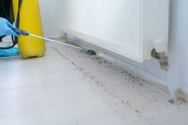 Best Insect Control  in Pearl River, NY